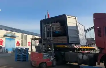 Indústria de batata Qinhuangdao Tongyou envia 10 contêineres de amido de batata doce para exportação para a Coreia do Sul
